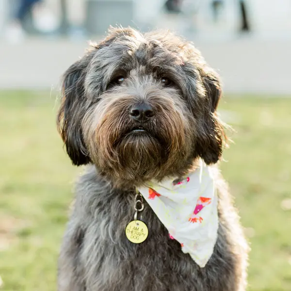 Callie - Therapy Dog